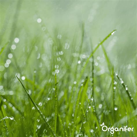 Porovnanie svetelného spektra pre fázu rastu a kvitnutia konope