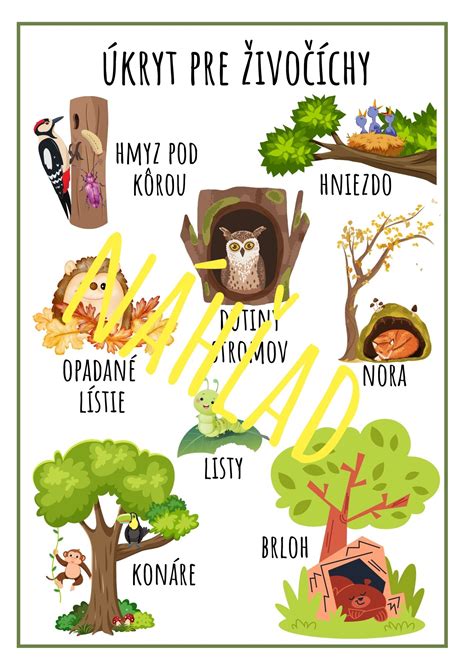 Infografika rozdelenia drevín podľa hustoty (ihličnaté vs. listnaté)