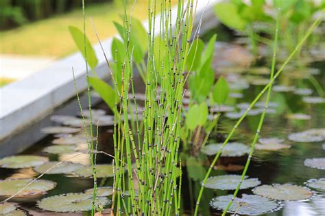 Snímka mohutnej rastliny kalabasy popínajúcej sa po záhradnej konštrukcii