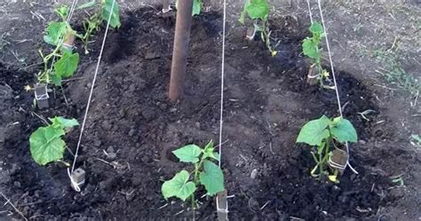 Schéma strihania a tvarovania poplazy kalabasy pre maximálnu úrodu