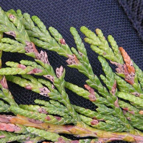 Fotografia ihličia tuje s príznakmi napadnutia hubou Didymascella thujina