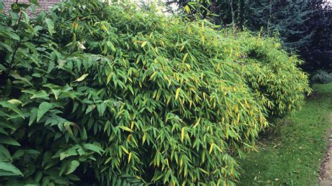 Detailný záber na precízne zastrihnutý živý plot v modernom dizajne záhrady
