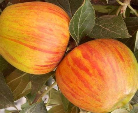 Ilustračná fotografia jablone Zlatá Reneta s plodmi