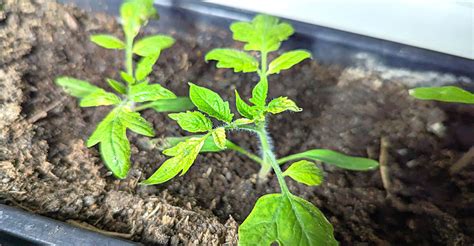Fotografia: sadenice paradajok pripravené na otužovanie vonku