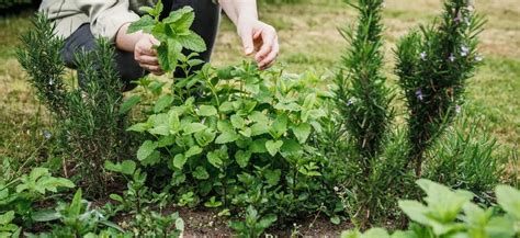 farebné bylinky v záhrade počas leta