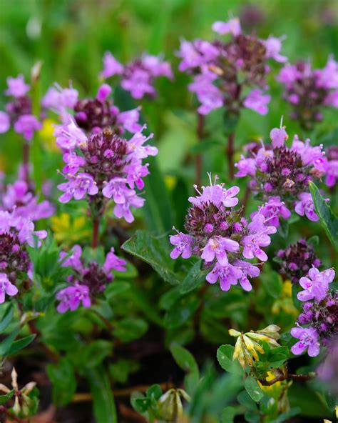 bylinky prikryté čečinou