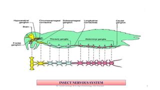 Infographics showing the mechanism of action of spinosad on insect nervous system