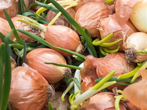 Schéma záhonov: znázornenie vhodných a nevhodných susedov pre cesnak a cibuľu v rámci striedania plodín