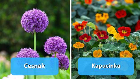 Informatívna grafika s ukážkou rastlín, ktoré prirodzene odpudzujú pásavku zemiakovú.