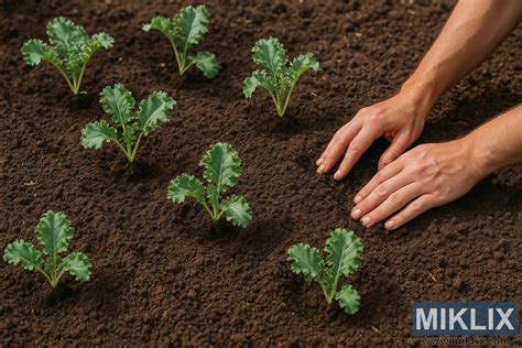 Sadeničky špenátu v záhradnom záhone