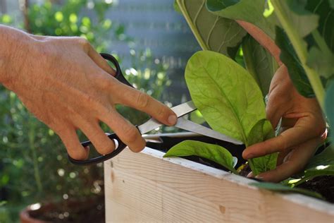 Špenát rastúci v kvetináčoch na balkóne