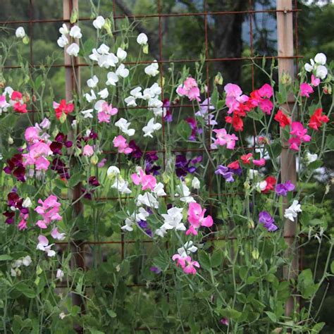 Rôzne farby kvetov hrachora voňavého (Lathyrus odoratus) na treláži