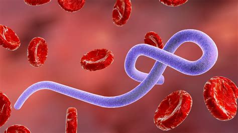 Detailný záber na oranžového raka CPO skúmajúceho akváriový substrát