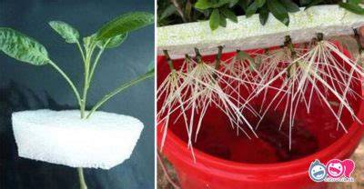 Koláž: Rôzne metódy zakoreňovania odrezkov (vo vode, perlitu, substráte)