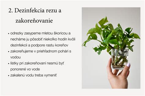 Koláž izbových rastlín vhodných na množenie odrezkami