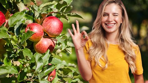 Ovocný sad počas zberu jabĺk