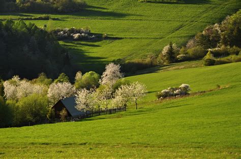 Tematické foto rozkvitnutej lúky s včelami a motýľmi