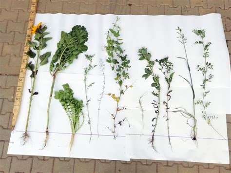 Infografika porovnania rôznych typov zmesí osív na kvetinové lúky