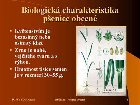 Historické zobrazenie pestovania pšenice