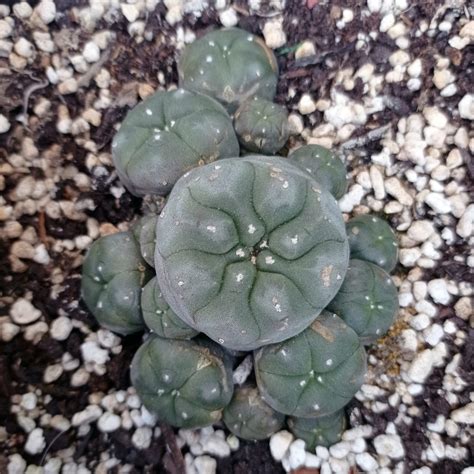 Detailné botanické ilustrácie Lophophora williamsii (peyote) s rezom koreňového systému a kvetmi