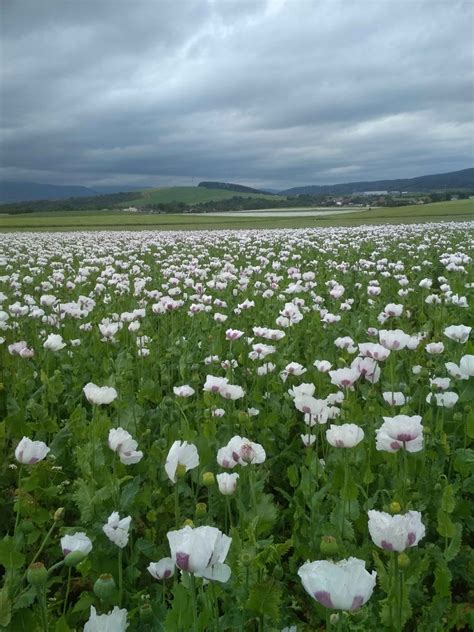 Pole rozkvitnutého maku siateho v plnom kvete, makovice