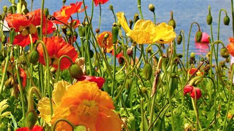 Ilustrácia rôznych okrasných makov v záhrade