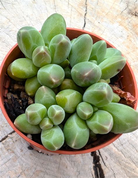 Zakořeněný list sukulentu Pachyphytum compactum s mladou rastlinkou