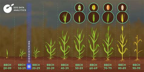 Infografika: Správna rastová fáza cibule (BBCH 13) pre postemergentnú aplikáciu herbicídu