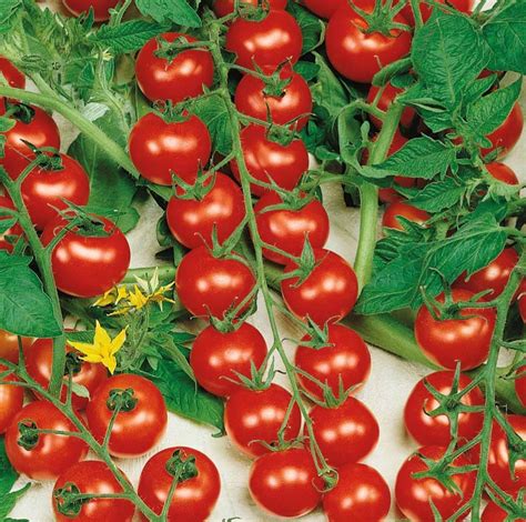 Detailné foto tmavočervených cherry paradajok Cherrola na kríku