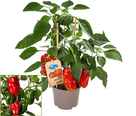 Snímka rastliny Naga Morich s dozrievajúcimi červenými plodmi v kvetináči