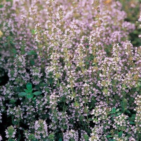 Dúška tymianová (Thymus vulgaris) rastúca v bylinkovej záhrade