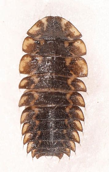 Ilustrácia svetlušky Photuris, ktorá láka samca iného druhu svetlušky