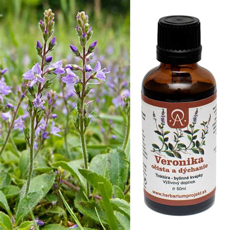 Bylinková Veronika lekárska v prirodzenom prostredí