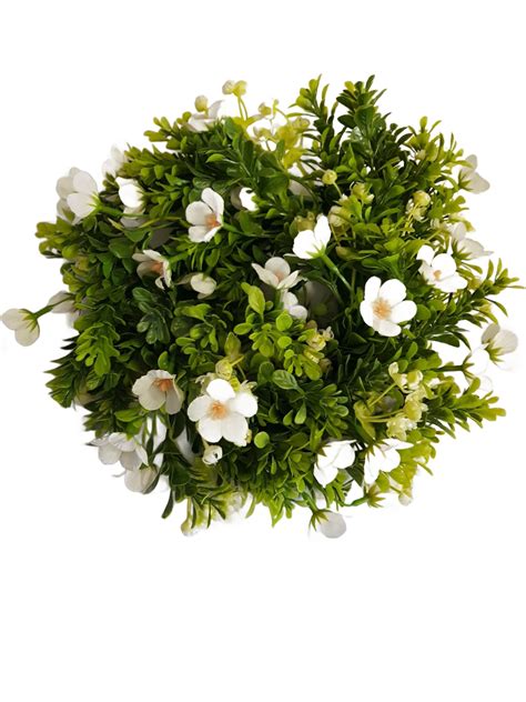 Ilustračná fotografia oleandra s bielymi kvetmi