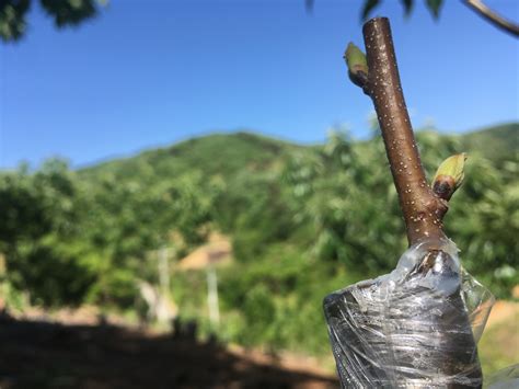 Infografika: porovnanie techník vrúbľovania - kopulácia, pod kôru a na koziu nôžku