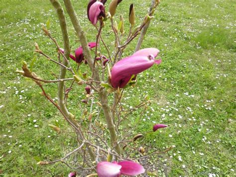 detail tmavo purpurového kvetu magnólie 'Nigra'