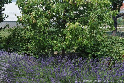 ukážka výsadby magnólie s podsadbou trvaliek