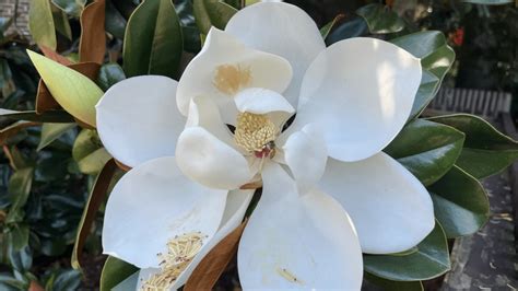 galéria rôznych druhov magnólií s ich kvetmi