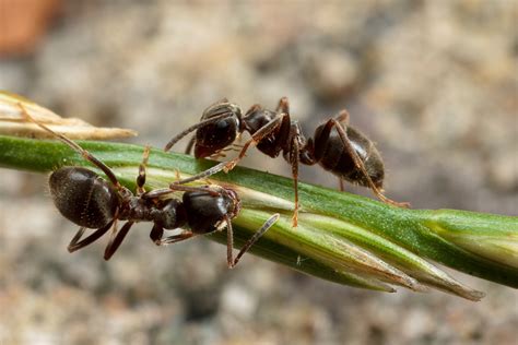 galéria obrázkov: rôzne typy insekticídov a návnad na mravce