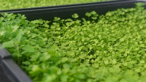 mladé priesady zeleru v sadbovači pripravené na pikírovanie