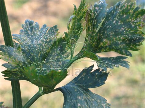 detail listu zeleru s typickými hnedými škvrnami septoriózy