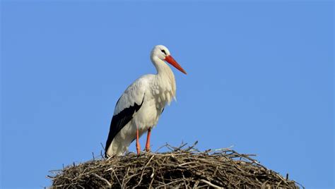 Tematické foto: Bocian biely v letovej polohe s natiahnutým krkom