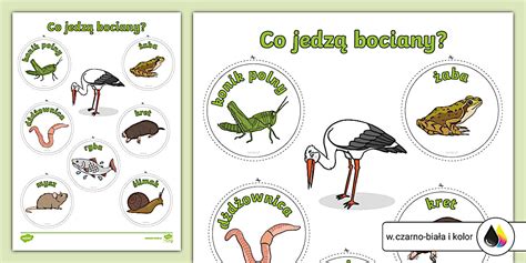 Ilustrácia potravy bociana bieleho (žaby, hmyz, plazy)