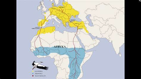 Mapa migračných trás bociana bieleho