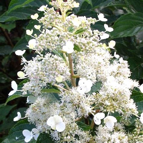 Detail hnednúceho kvetu hortenzie