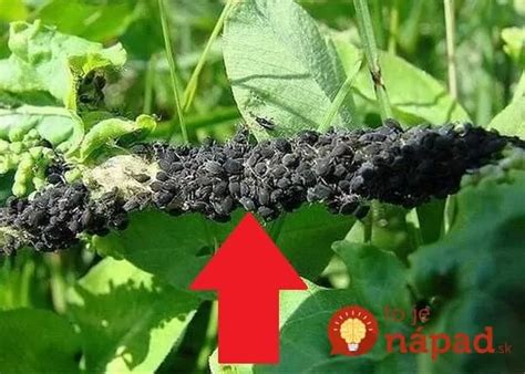 Koláž bežných škodcov hortenzií (vošky, roztoče, slimáky)