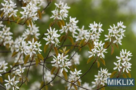 Záhrada s kvitnúcimi kríkmi muchovníka na jar, s bielymi kvetmi a jemnými mladými listami