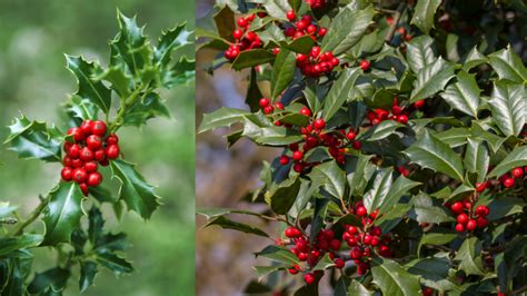 Ilustračné foto skimie s červenými plodmi v zimnej záhrade