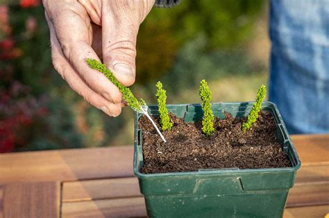 Názorné kroky rozmnožovania skimie pomocou odrezkov