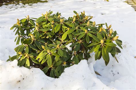 fotografia kyslomilných rastlín (napr. rododendronov)
